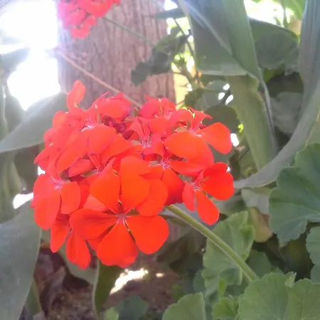 شقة Art Sailing فاسيليكي